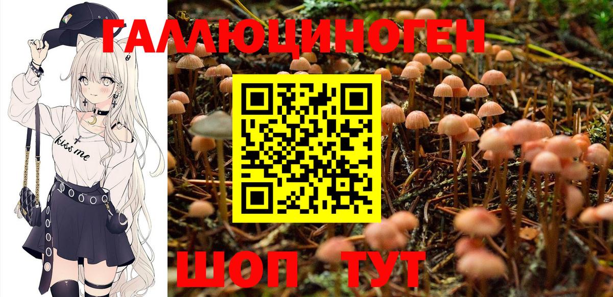 Псилоцибиновые грибы Cubensis Кингисепп