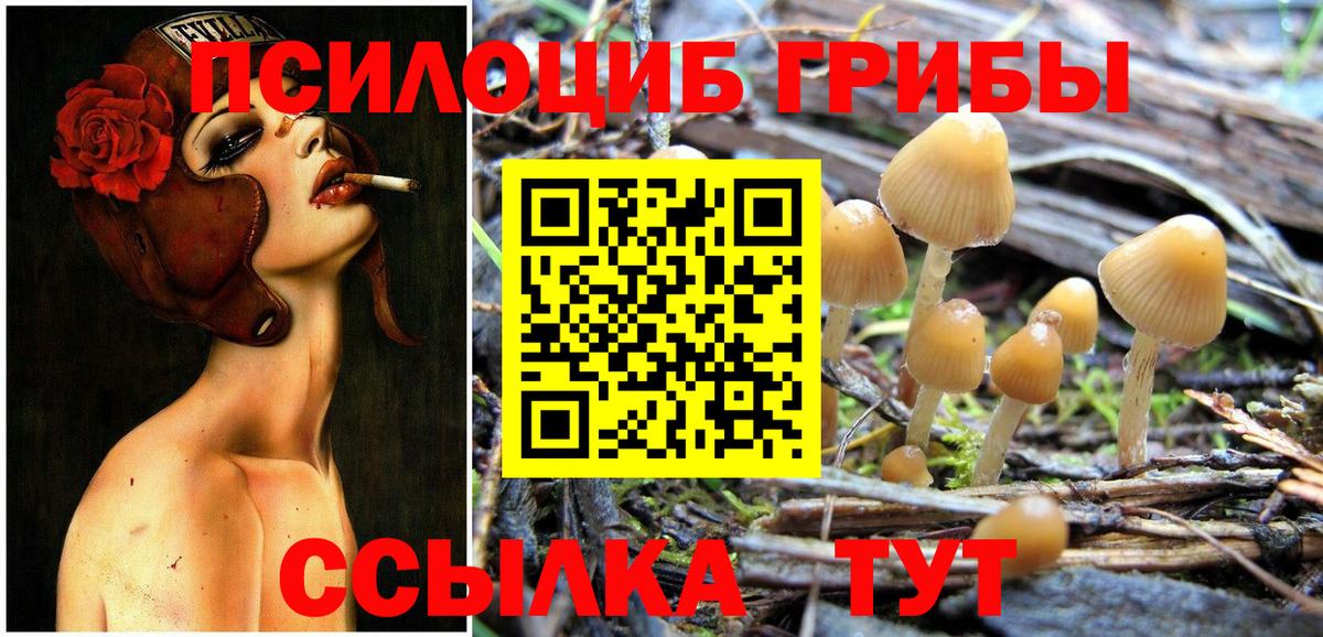 как найти закладки  Галлюциногенные грибы Cubensis  Вход с VPN  Кингисепп 